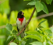 RoseBreastGrossBeak001